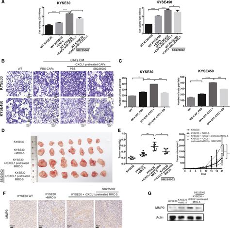 Inflammatory Caf Induced By Cxcl Promoted The Proliferation And