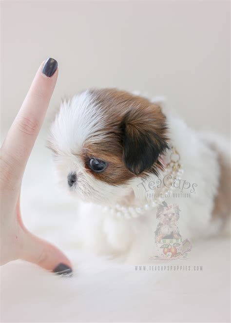 Teacup Shih Tzu For Sale In Miami - Shih Tzu Dog