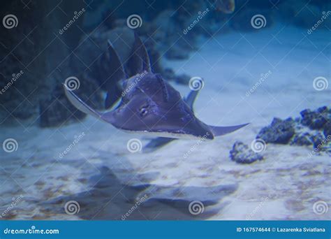 Flat Sea Shark in Blue Water Stock Photo - Image of flats, jaws: 167574644