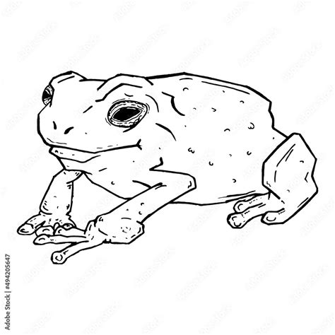 Frog sketch hand drawn. Vector illustration of cartoon frog. Stock ...