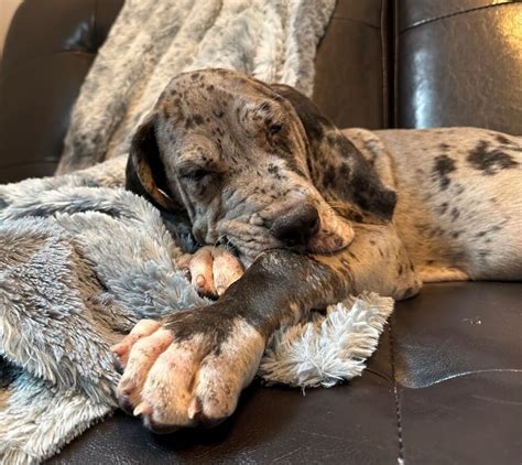 AKC 100 Euro Merle Male Great Dane Great Dane Puppies For Sale In