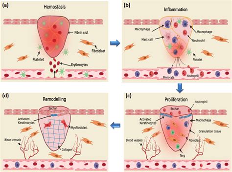 Stage Of Wound Healing Phases