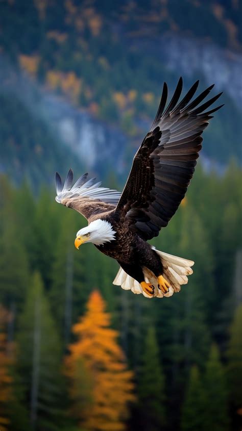 Eagle flying wildlife animal nature. | Premium Photo - rawpixel