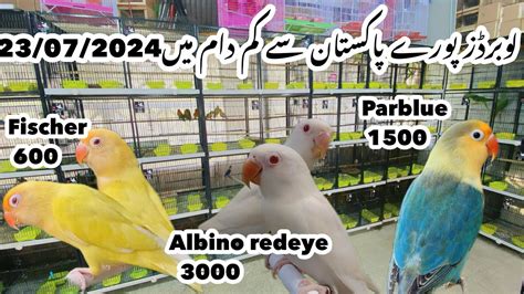 Birds Market Islamabad Lovebirds Ki Ahsan Bhai Bari Offer Lga Di