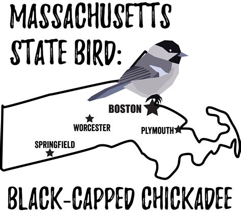 Massachusetts State Bird - Bird Watching Academy