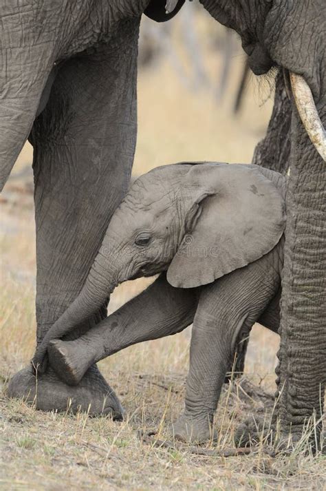 Baby Elephant Mother Stock Photos Free Royalty Free Stock