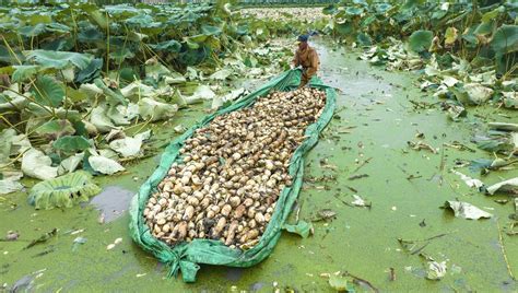 D où vient l écologie France Culture