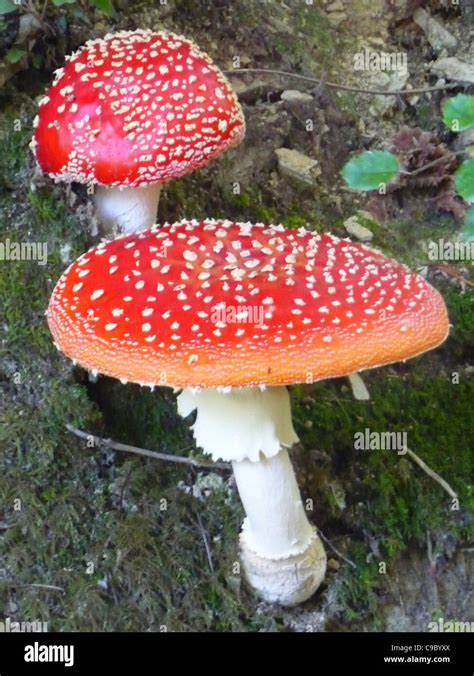 Fly Agaric Amanita Muscaria Toadstool Fungi Stock Photo Alamy