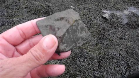 Fossils Tin Can Beach Saint John NB Oct 1 2018 YouTube