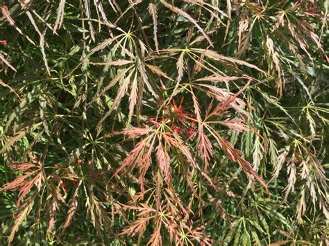 Emma Dissectum Japanese Maple Raraflora