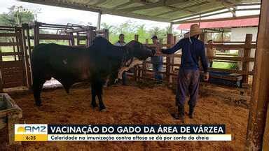 Bom Dia Amazônia Criadores de gado de Manacapuru AM aceleram