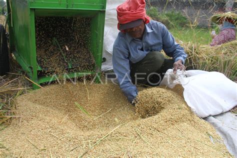 KEMENTAN KEJAR TARGET PRODUKSI BERAS ANTARA Foto