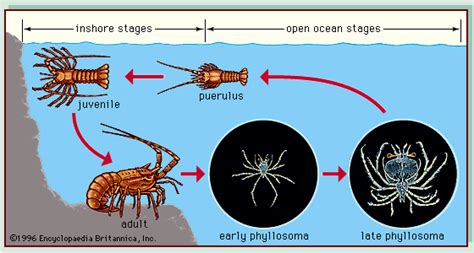 Spiny lobster | crustacean | Britannica