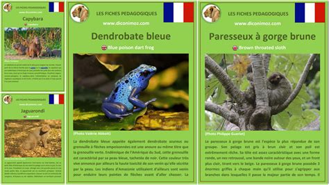 Fiches Animaux Dictionnaire Des Animaux Diconimoz