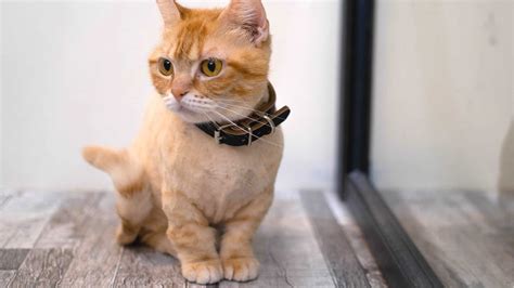 15 Orange Cat Breeds You Need to Know About!