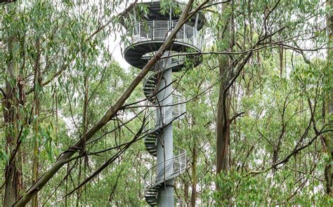 Otway Fly Treetop Walk - Otways - Adrenaline