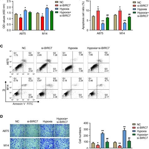 Down Regulation Of Birc7 Expression Inhibits The Proliferation And