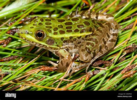 Chiricahua Leopard Frog Rana Chiricahuensis Near Pena Blanca Lake