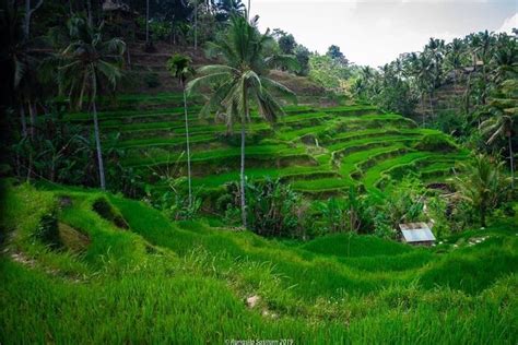 Private Tour Jatiluwih Rice Terrace Ulun Danu And Banyu Mala Waterfall