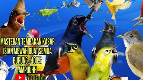 Masteran Tembakan Kasar Isian Mewah Untuk Semua Burung Ampuh Youtube