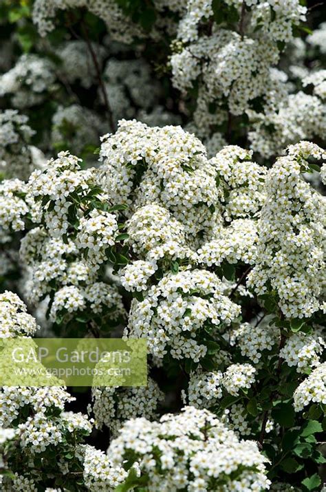 Spiraea Trilobata F Stock Photo By Visions Image 0622860