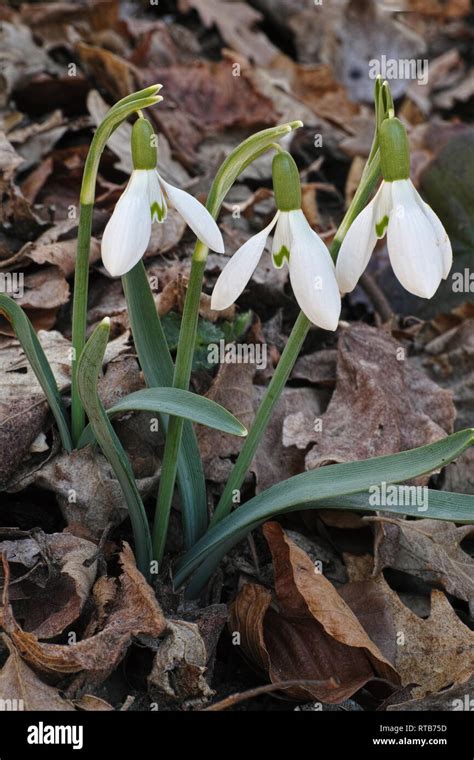 Plants Of Common Snowdrop In Bloom Galanthus Nivalis Stock Photo Alamy