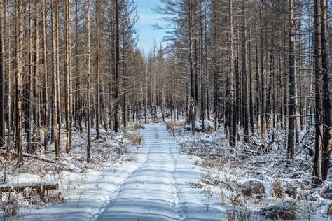 Dead forest in winter stock image. Image of standing - 103319329