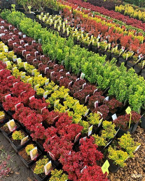 Питомник Никольское Белгород Каталог Цены Фото – Telegraph