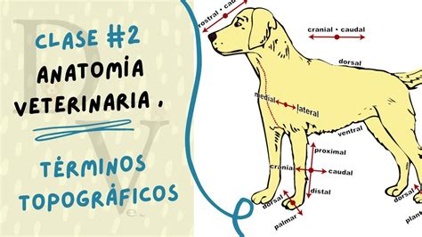 TERMINOS TOPOGRÁFICOS ANATOMÍA VETERINARIA CLASE 2 YouTube