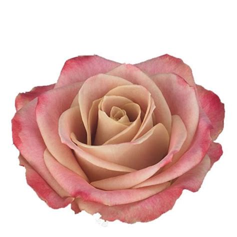 Rose Classy Alison Cm Wholesale Dutch Flowers Florist Supplies Uk