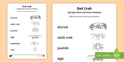 Crab Life Cycle Word And Picture Matching Activity Twinkl