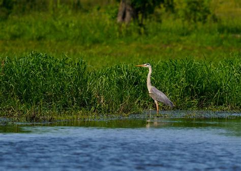 on the backwaters of the Bug River Krzysztof Kozłowski Flickr