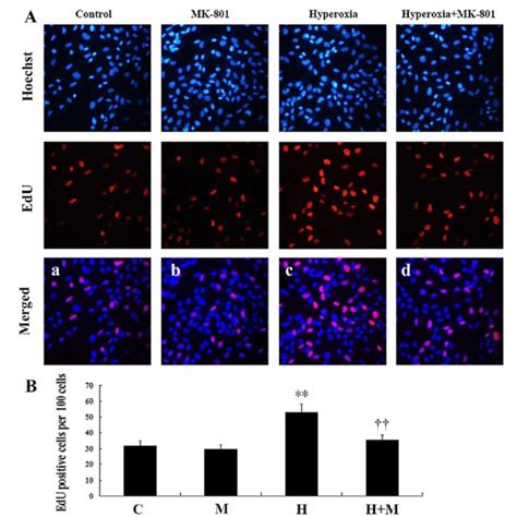 Nmdar Activation Upregulate Lung Fibroblasts Sma And Collagen