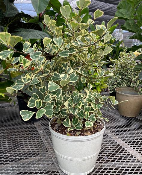 Ficus Triangularis Variegata Bush Form Live Tropical Plant Etsy