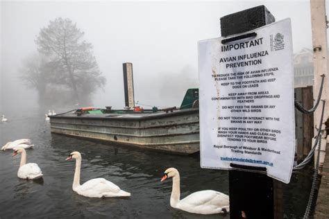 Why a bird flu outbreak at a mink farm is reigniting public health ...