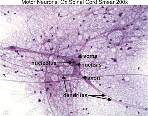 Motor neurons 200x « Dissection Connection