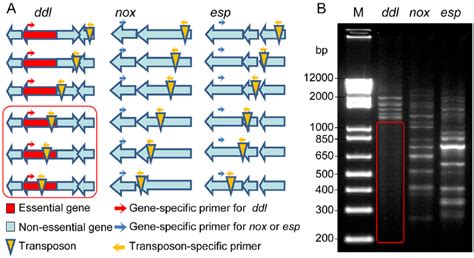 Footprinting Analysis Of The Transposon Mutant Library A Schematic