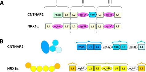 Molecular Architecture Of Contactin Associated Protein Like Cntnap