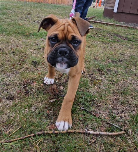 Buy Boxer Puppy in Spokane Valley, WA | #516540 | PetzLover