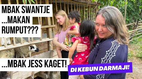 Mbak Mbak Bule Panik Kambing Darmaji Lepas Dari Kandang Siapa Yang