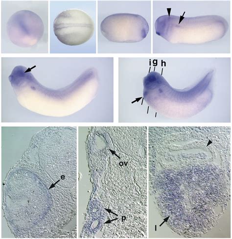 Whole Mount In Situ Hybridization Analyses Demonstrate The Localization