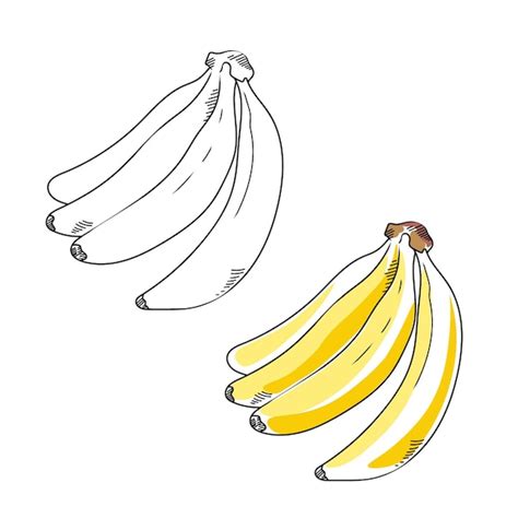 Premium Vector | Vector line and color illustration sketch banana on a ...