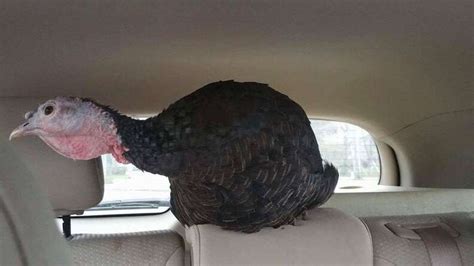 Turkey Rides Up Front In Car With Her Rescuer The Dodo