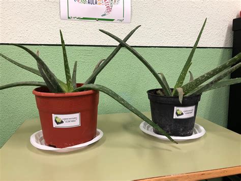 Jabones Cuartero Ies Octavio Cuartero Las Plantas De Aloe Vera