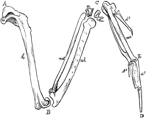 The Bones Of The Right Wing Of A Duck Clipart Etc