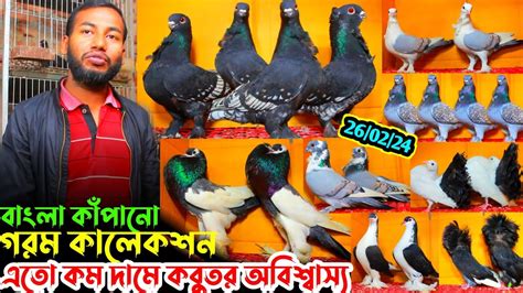 ডিমবাচ্চা সহ কবুতর কিনুন ১০০ কোয়ালিটি সম্পুর্ন ফেন্সি কবুতর