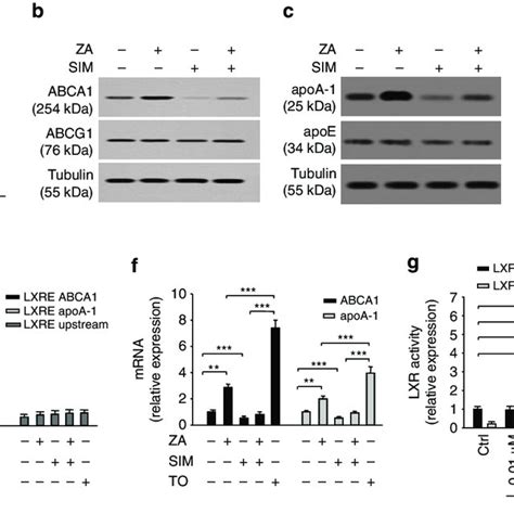 Regulation Of Abca1 And Apoa I Expression Via Lxra Nuclear