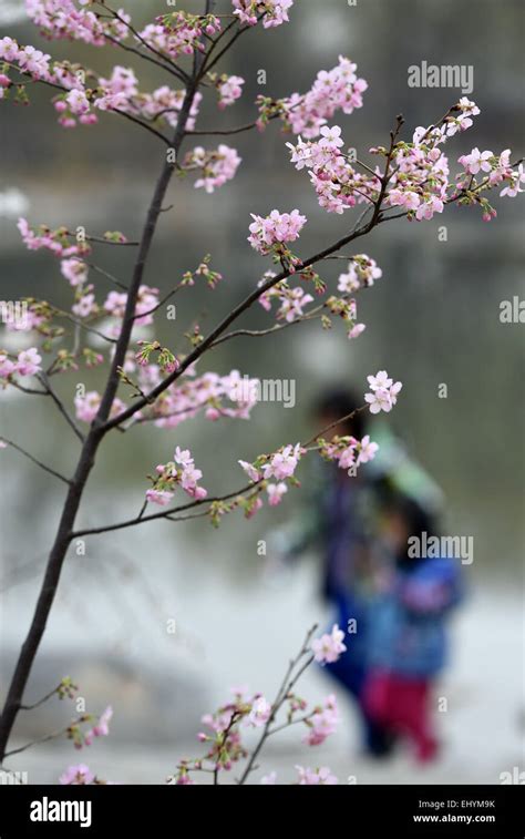 Arten Fotos Und Bildmaterial In Hoher Aufl Sung Alamy