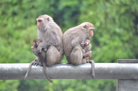 台灣獼猴從保育類名單除名 仍不得任意獵捕 圖 Yahoo奇摩新聞