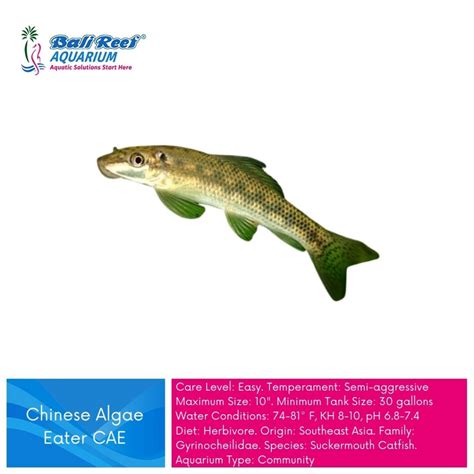 Jual Ikan Hias Pemakan Lumut Chinese Algae Eater Cae Shopee Indonesia